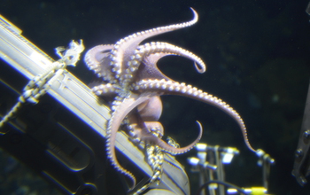 An octopus on a submersible.